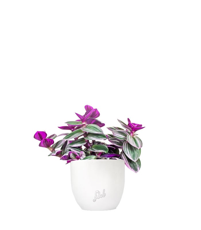 Tradescantia nanouk