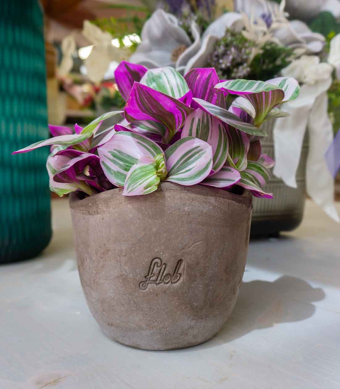 Tradescantia nanouk