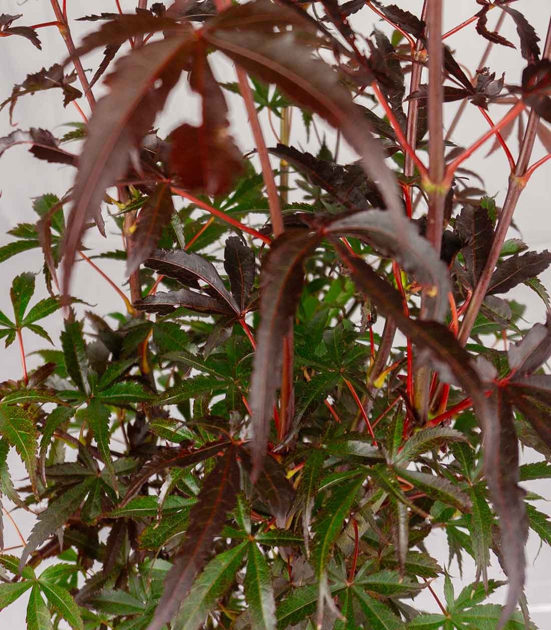 Acero palmato | Skeeters Broom