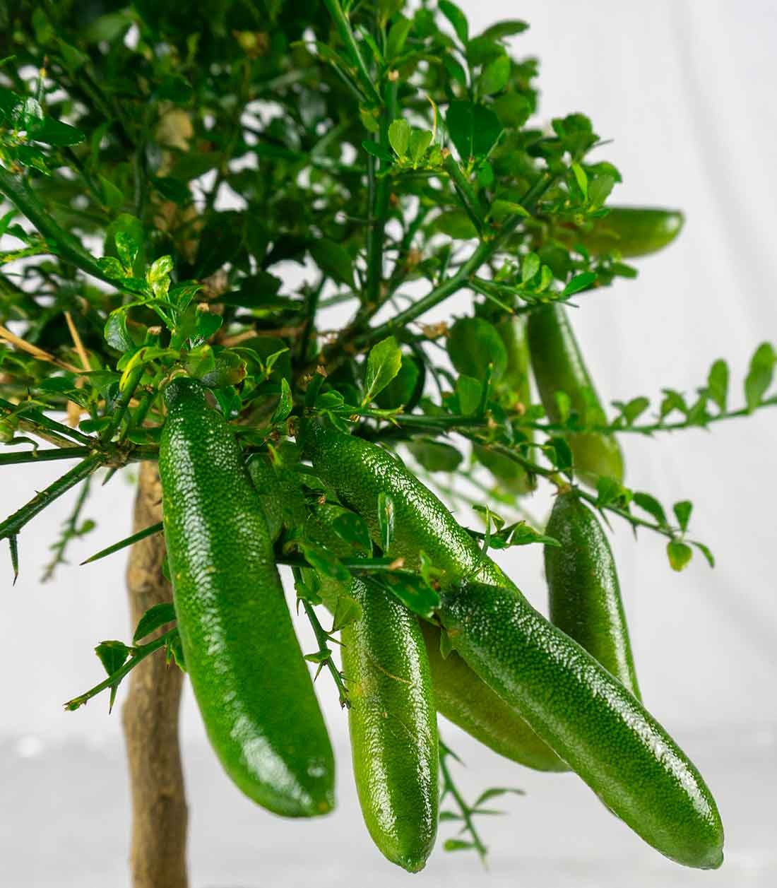 Caviale di Limone (Finger Lime)