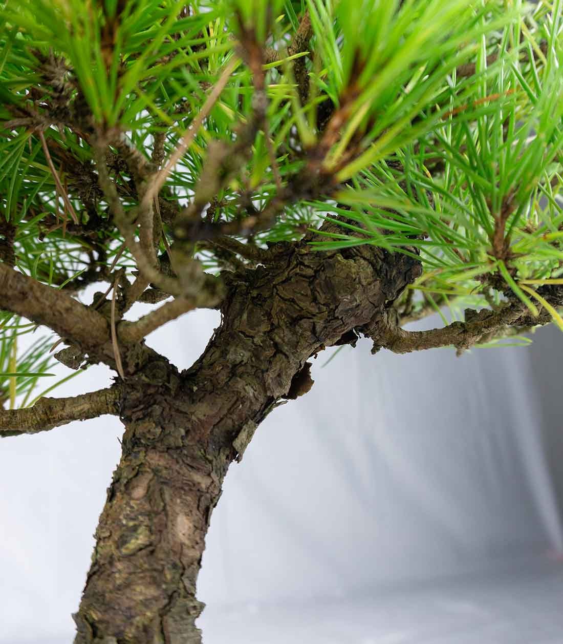 Bonsai di Pino Thunbergii Giapponese