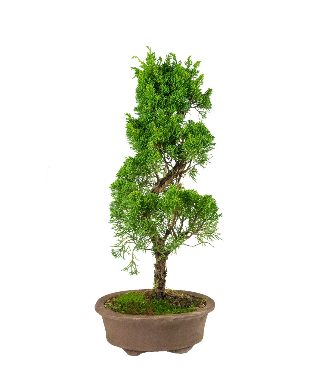 Ginepro Chinensis Giapponese Esemplare 15 anni