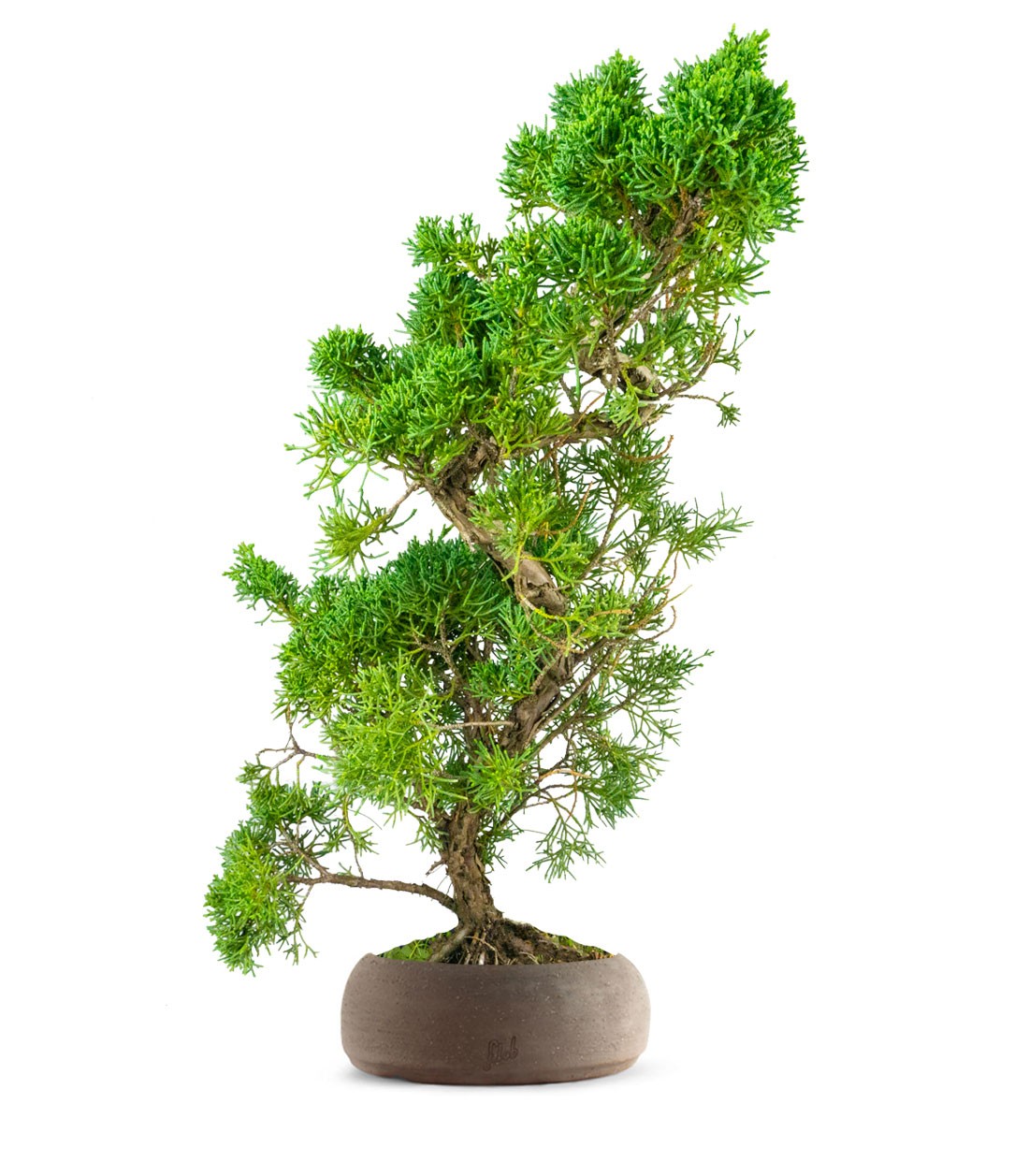 Ginepro chinensis giapponese bonsai