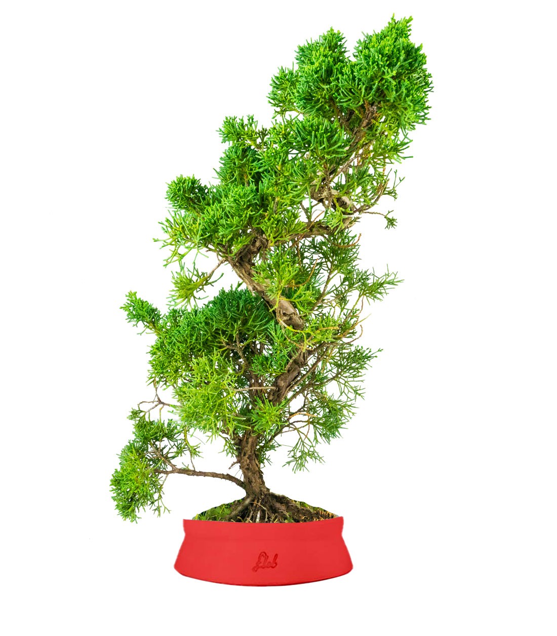 Ginepro chinensis giapponese bonsai