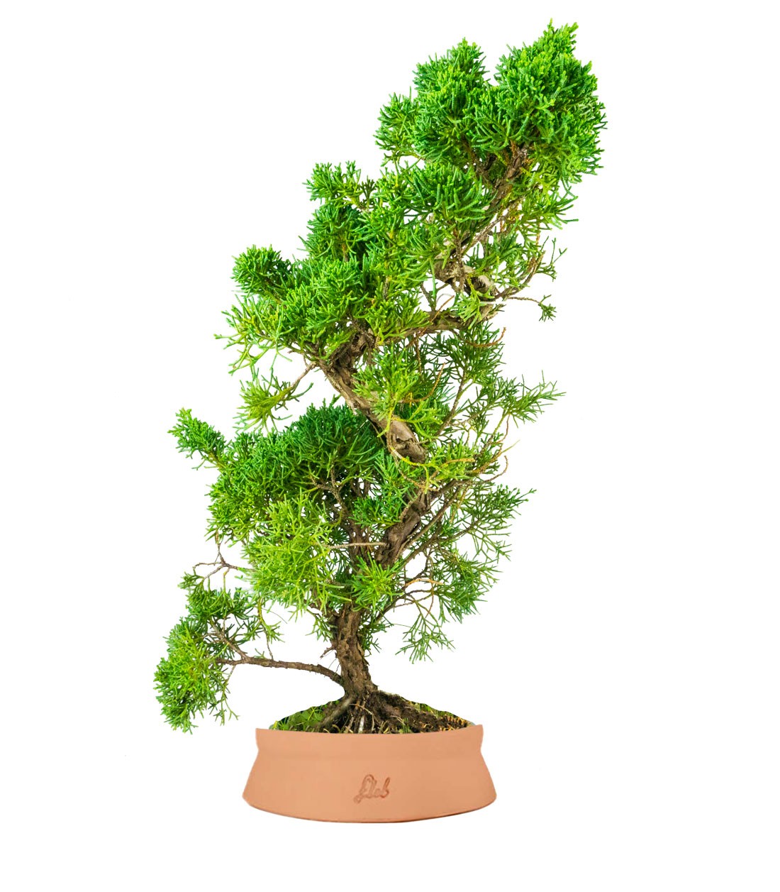 Ginepro chinensis giapponese bonsai