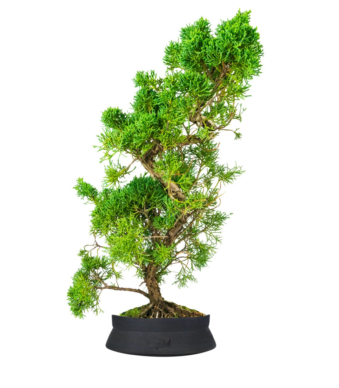 Ginepro chinensis giapponese bonsai