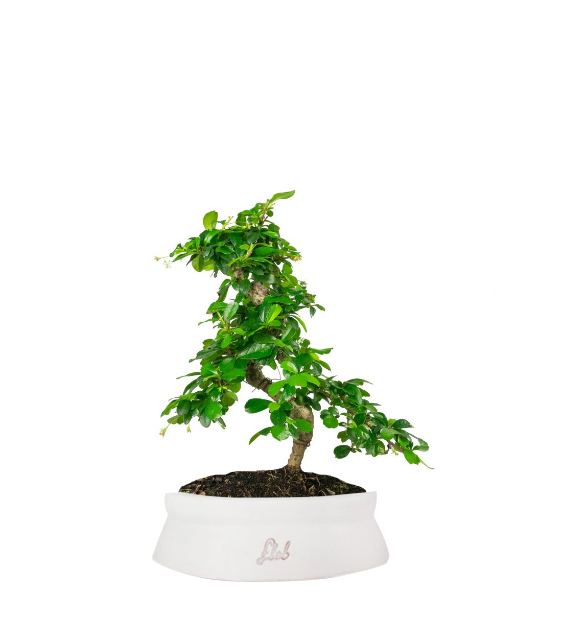Carmona bonsai impalcata