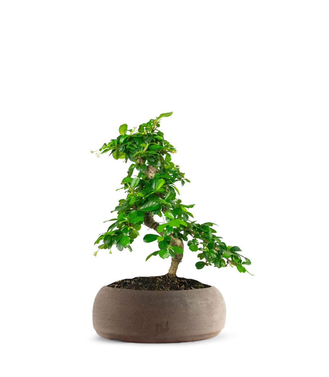 Carmona bonsai impalcata