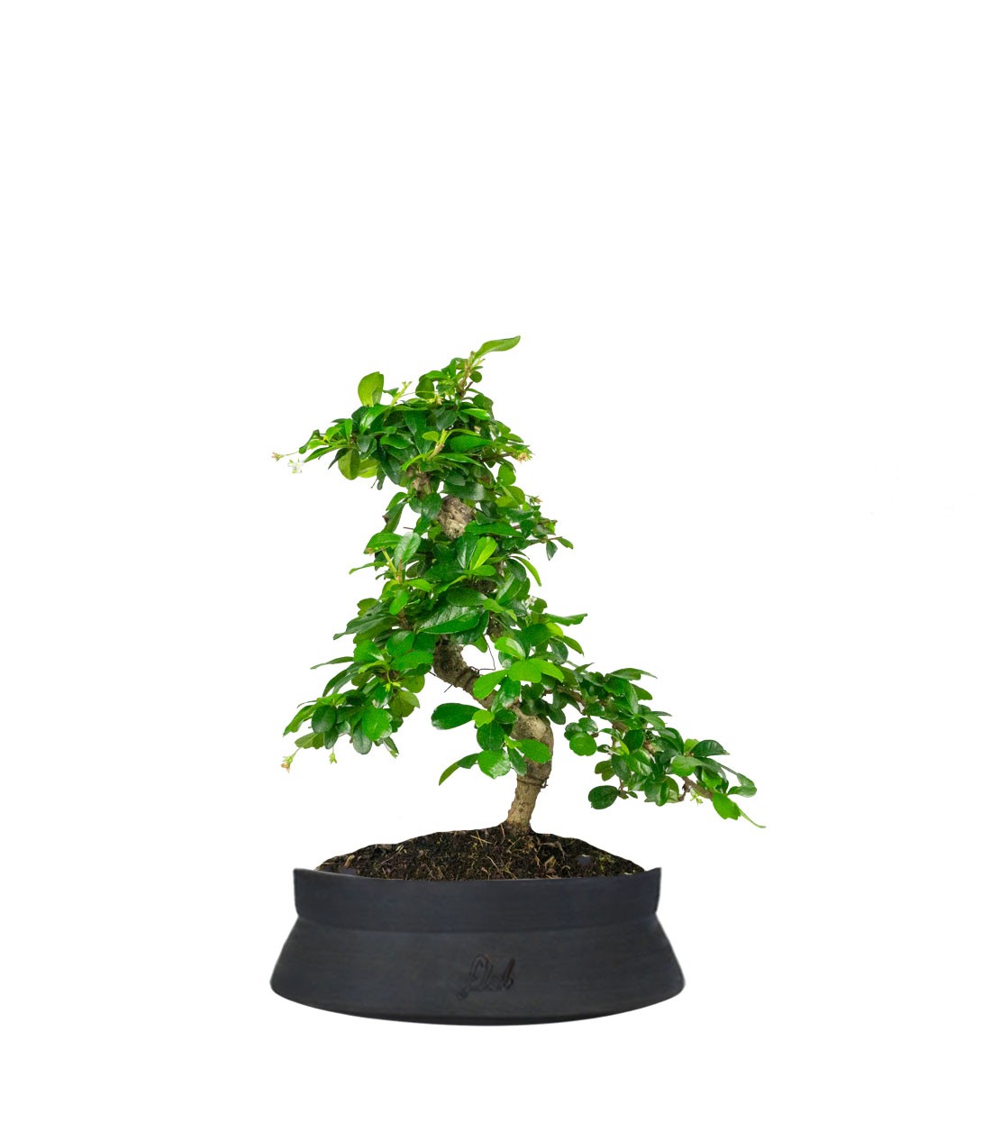 Carmona bonsai impalcata
