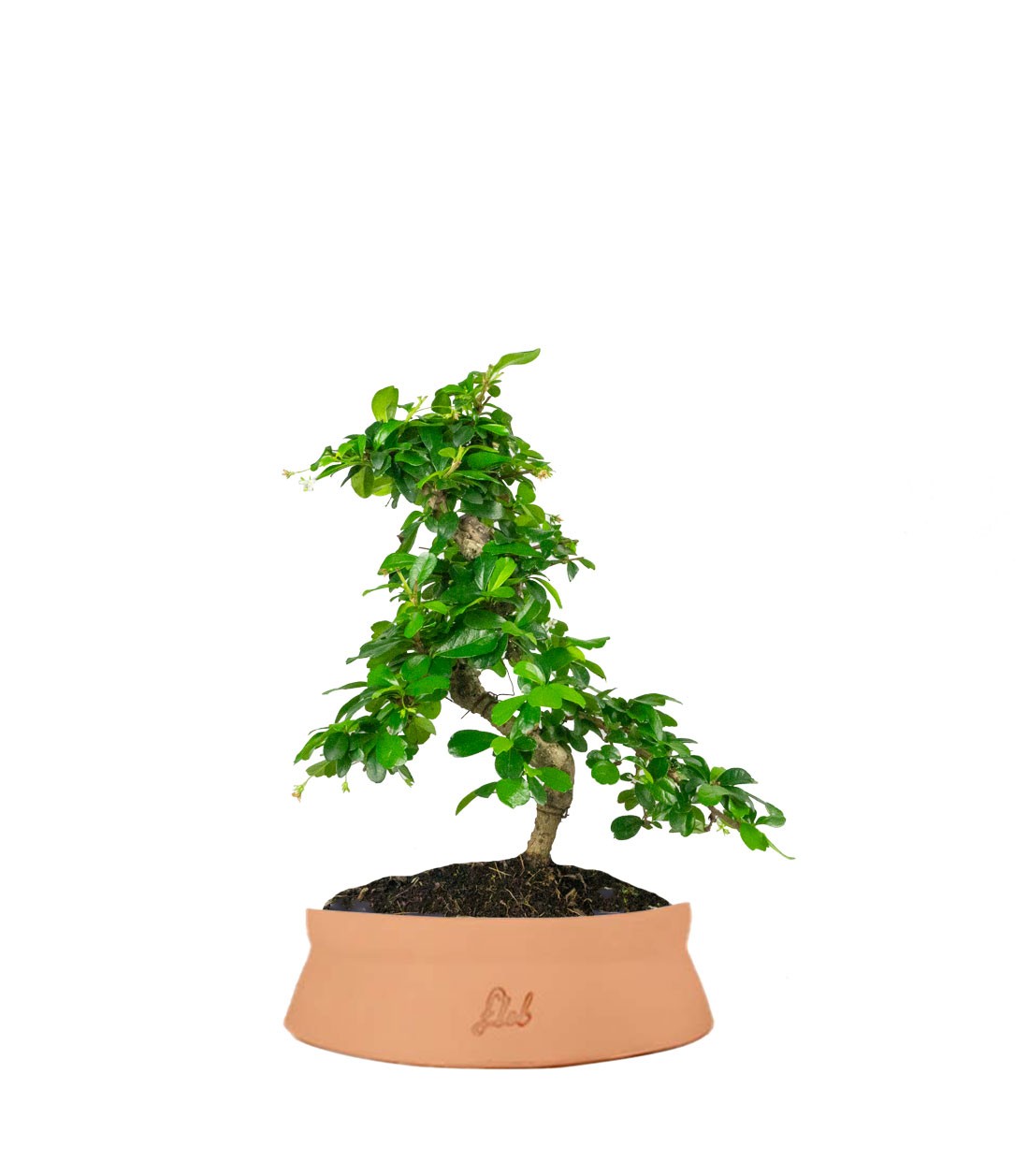 Carmona bonsai impalcata