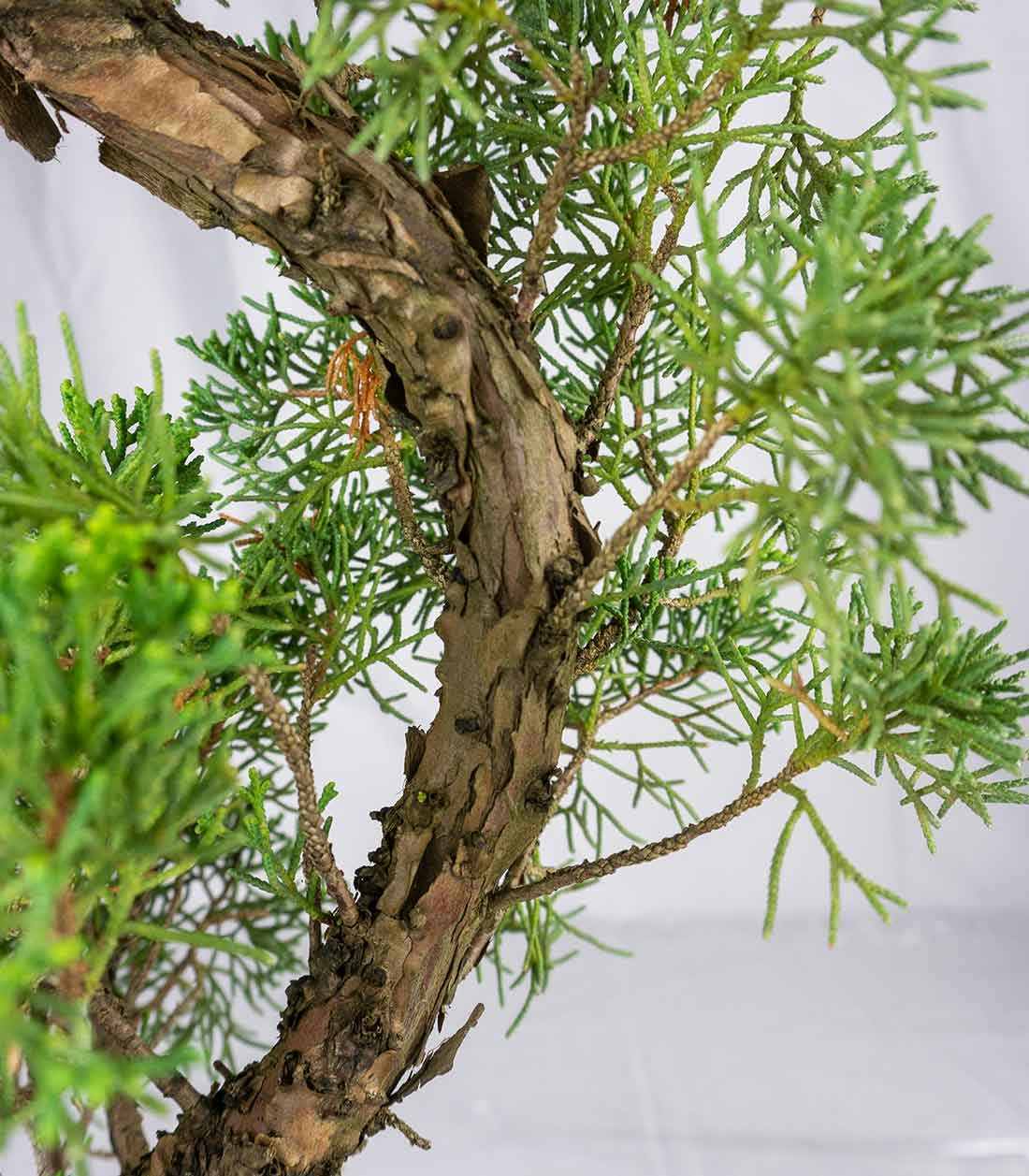 Esemplare 2 Ginepro chinensis giapponese