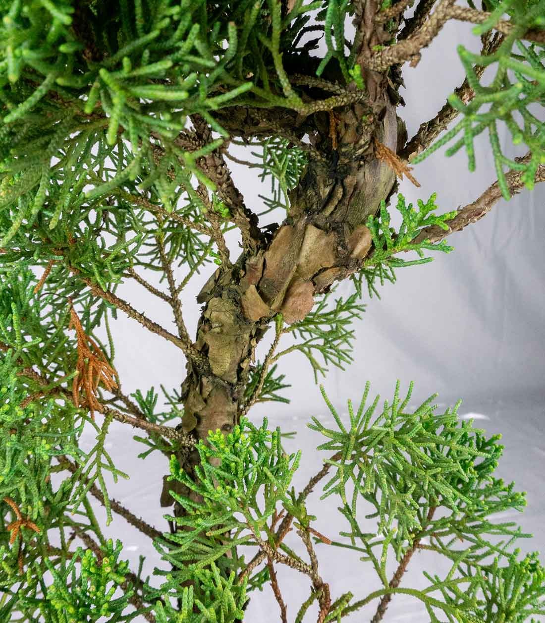 Esemplare 2 Ginepro chinensis giapponese