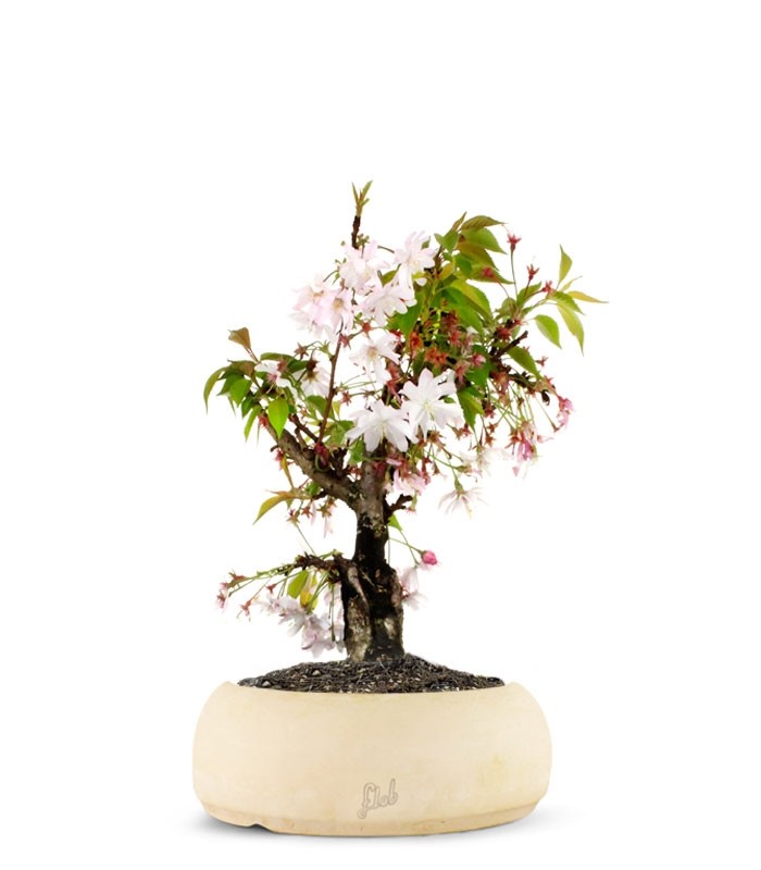 Ciliegio Giapponese Bonsai