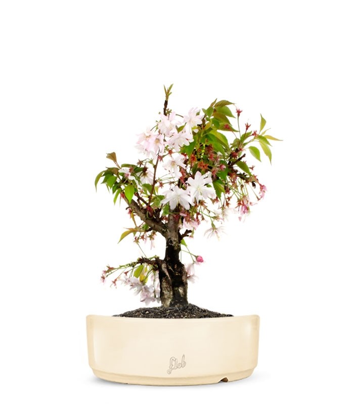 Ciliegio Giapponese Bonsai