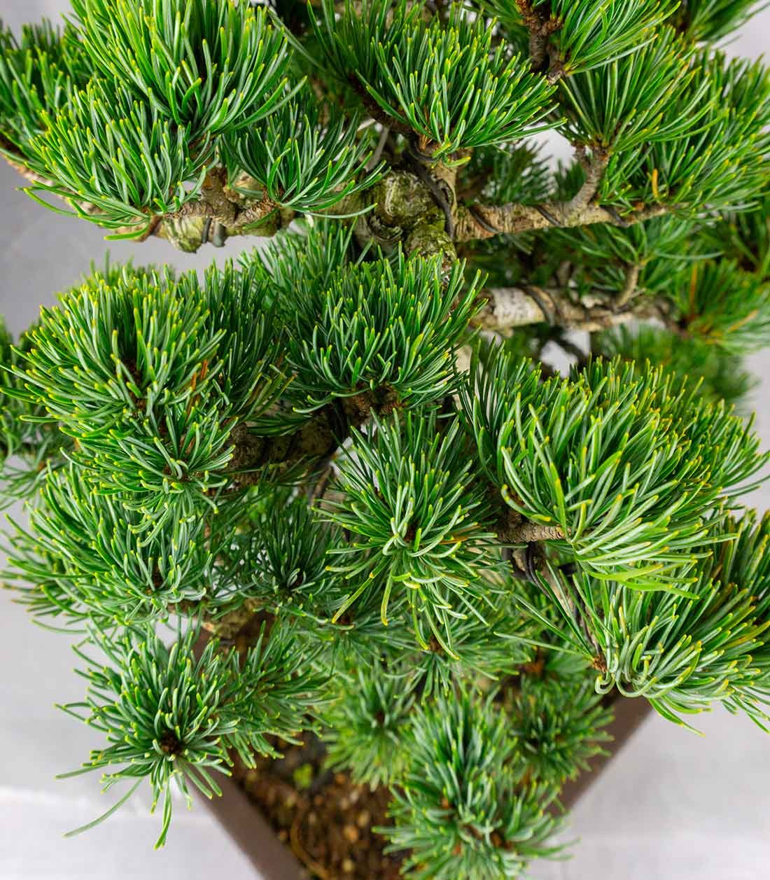Bonsai Pino pentaphylla 24 anni | Esemplare unico 1