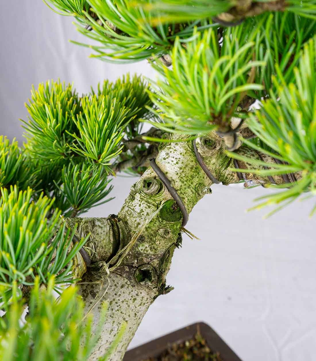 Bonsai Pino pentaphylla 24 anni | Esemplare unico 2