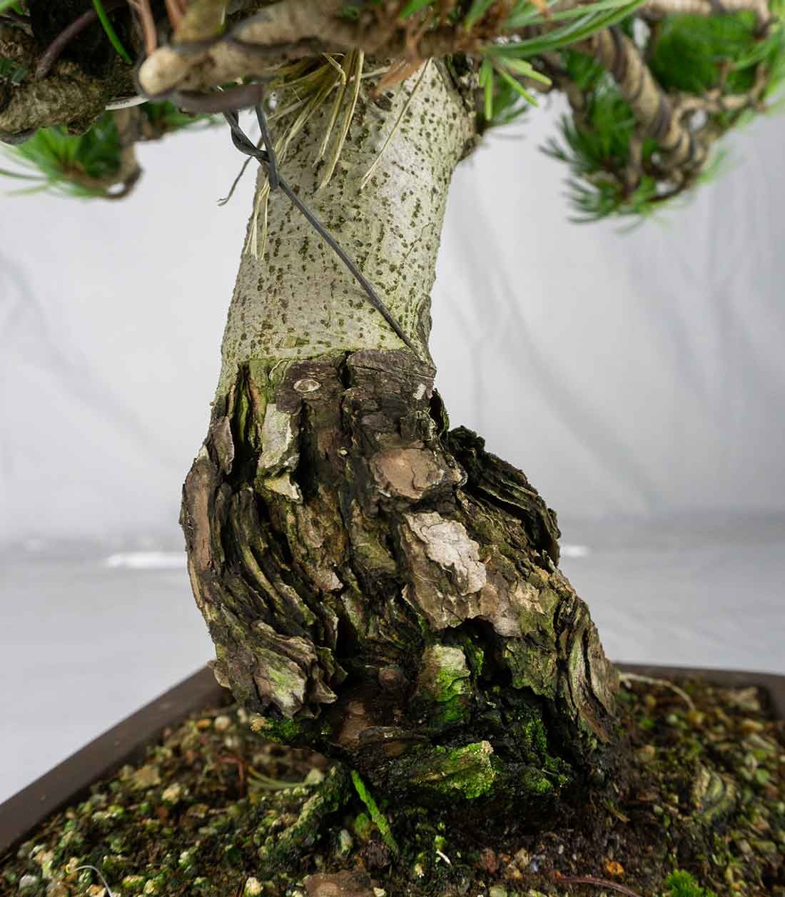 Bonsai Pino pentaphylla 24 anni | Esemplare unico 2