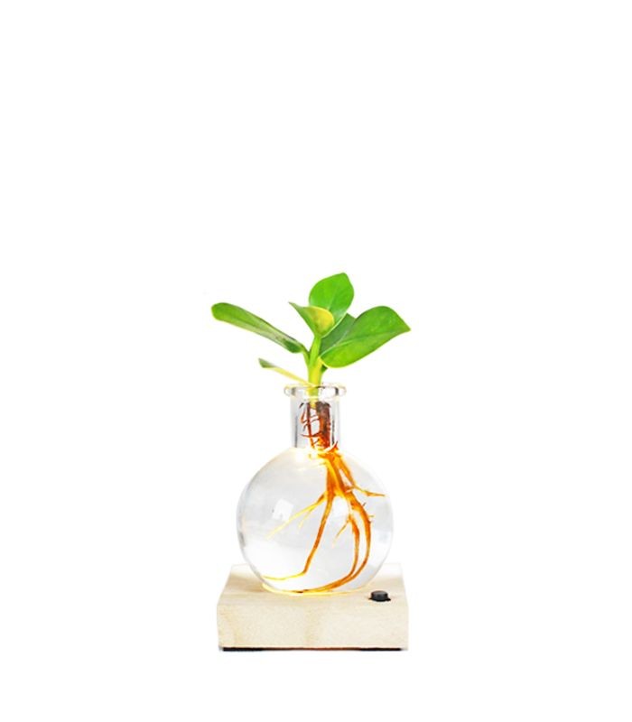 Clusia Sfera con led