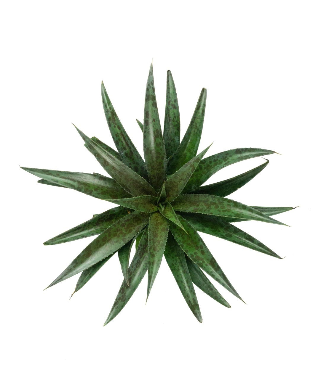 Mangave Pineapple Express