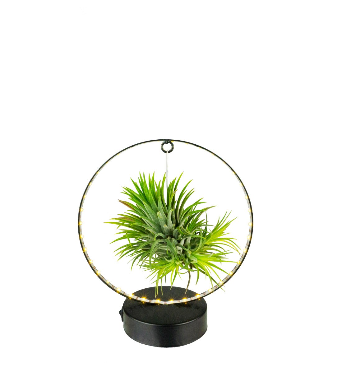 Tillandsia circolare led nero
