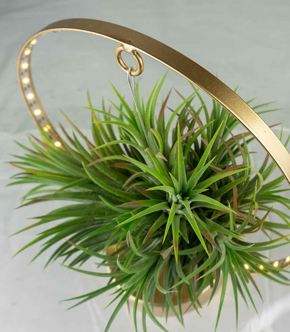 Tillandsia circolare led oro