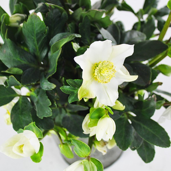 Rosa di Natale vaso 14