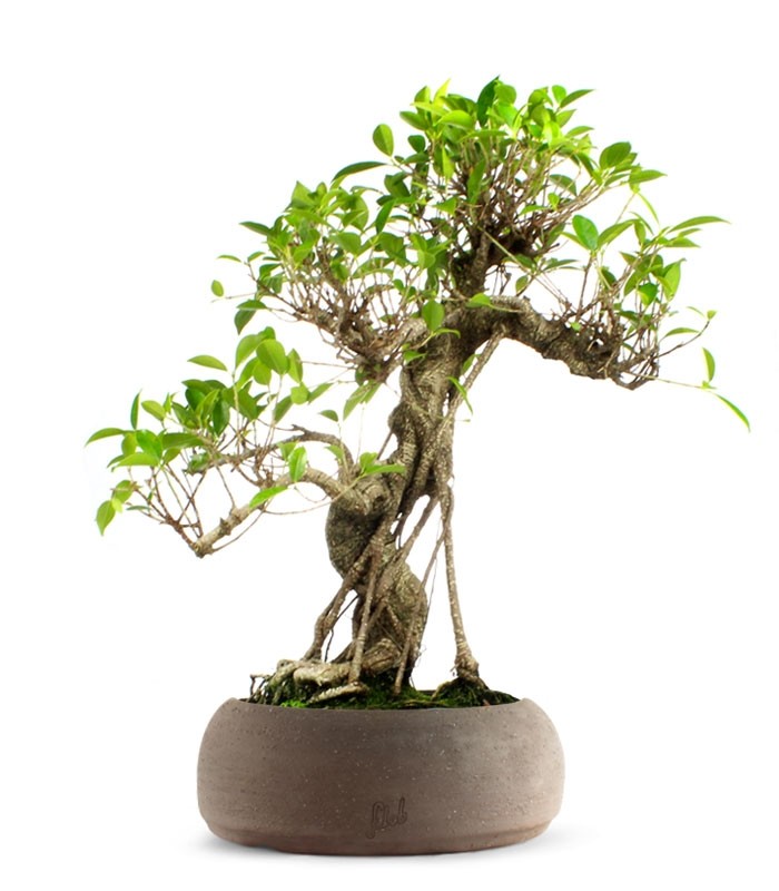 Ficus Retusa XL