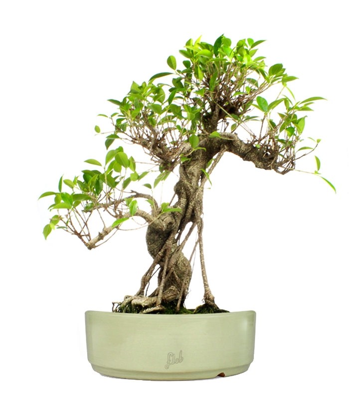 Ficus Retusa XL