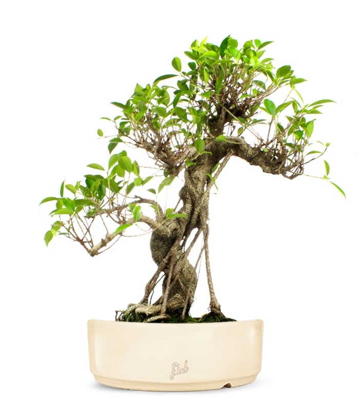 Ficus Retusa XL