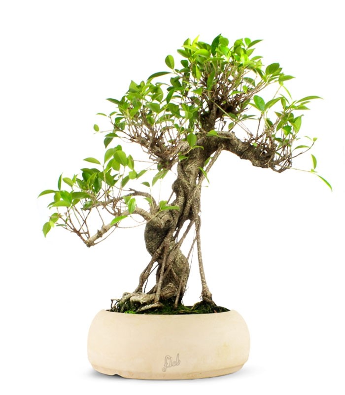 Ficus Retusa XL