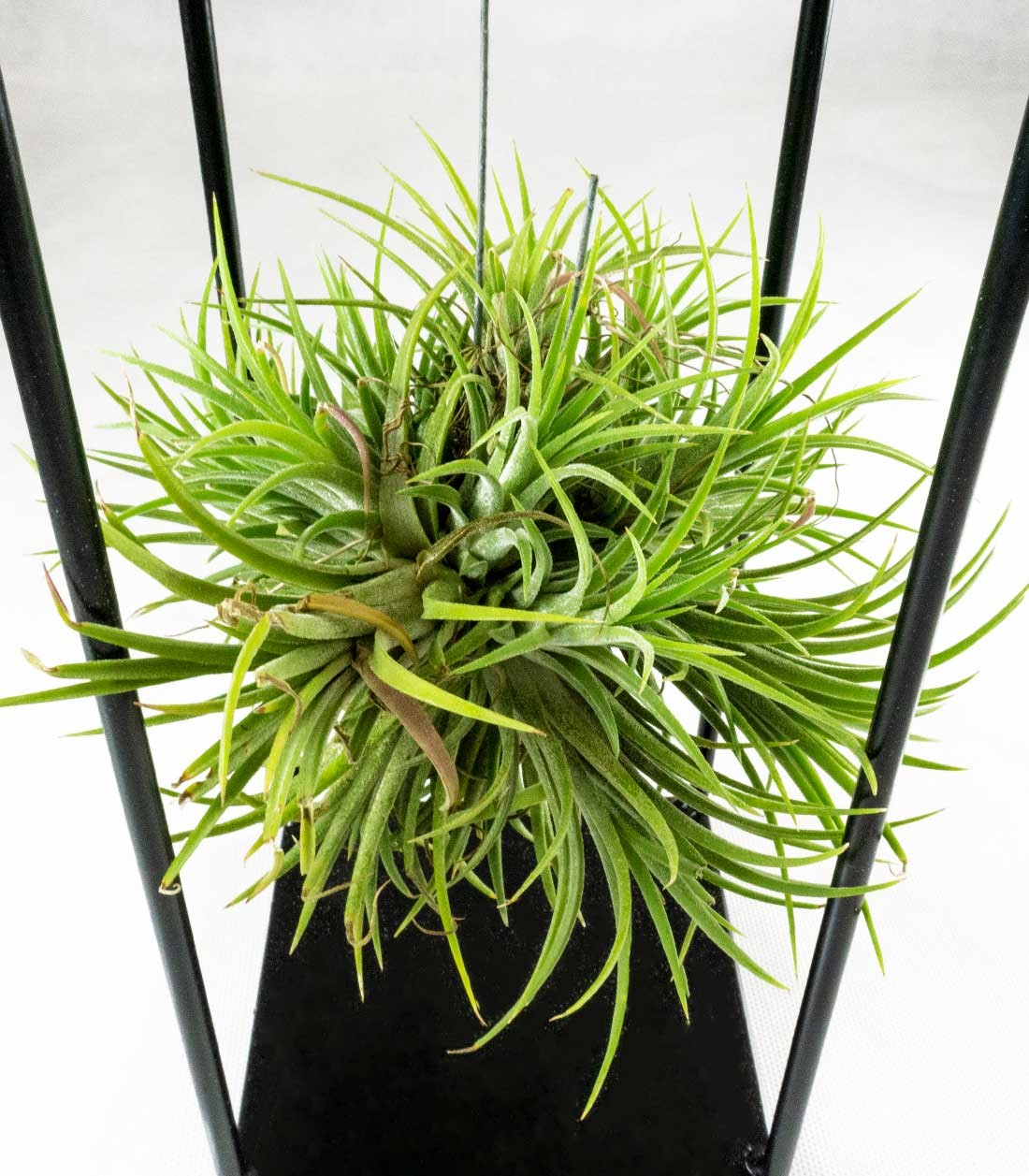 Tillandsia con supporto in ferro