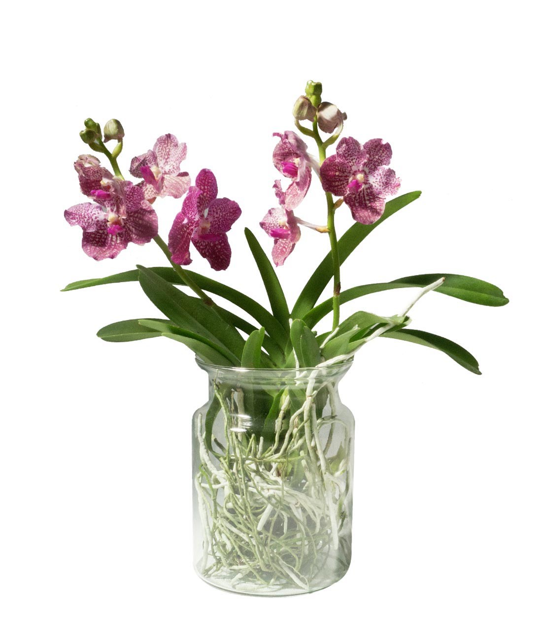Orchidea Vanda