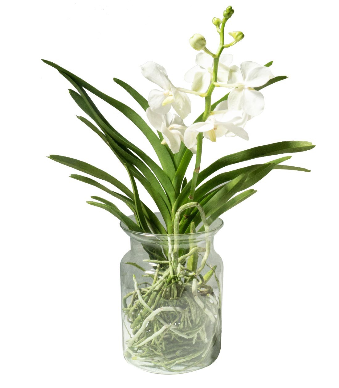 Orchidea Vanda