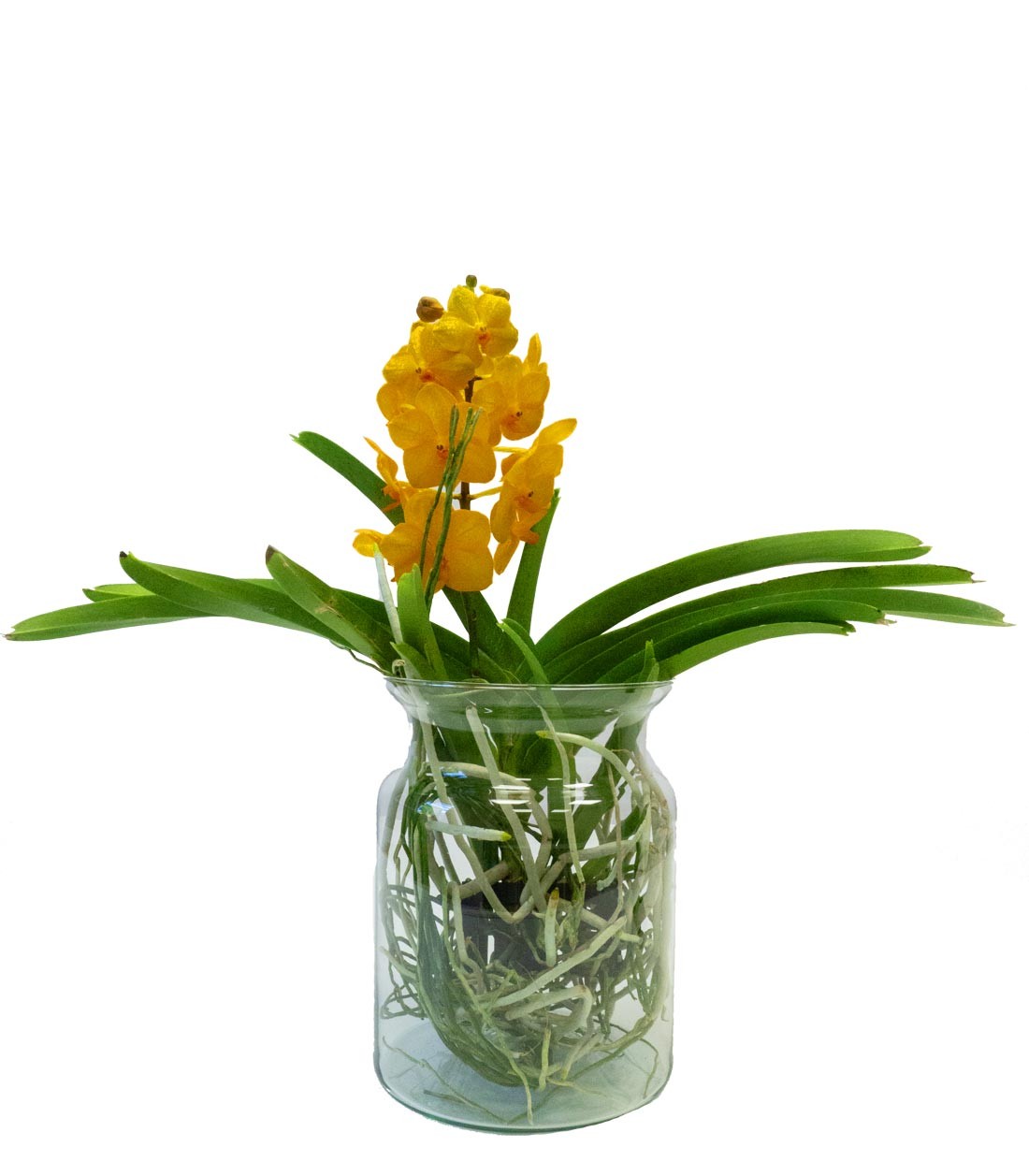 Orchidea Vanda