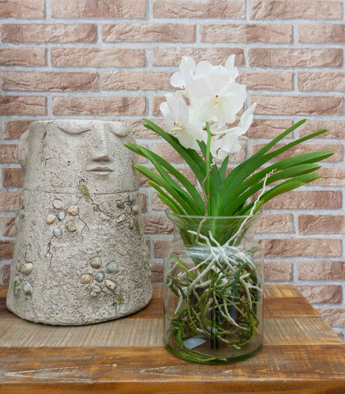 Orchidea Vanda