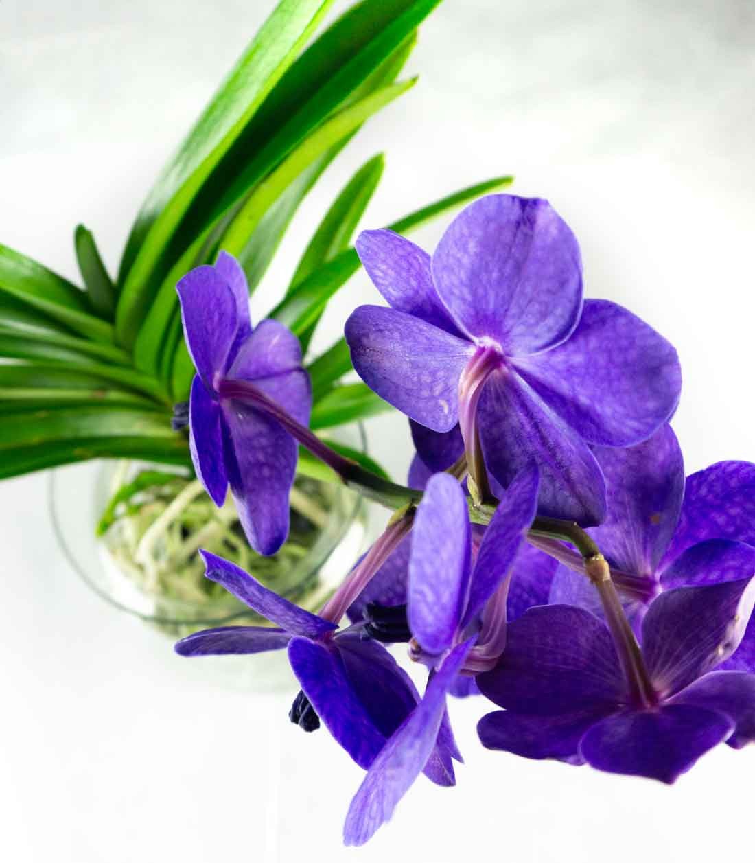 Orchidea Vanda
