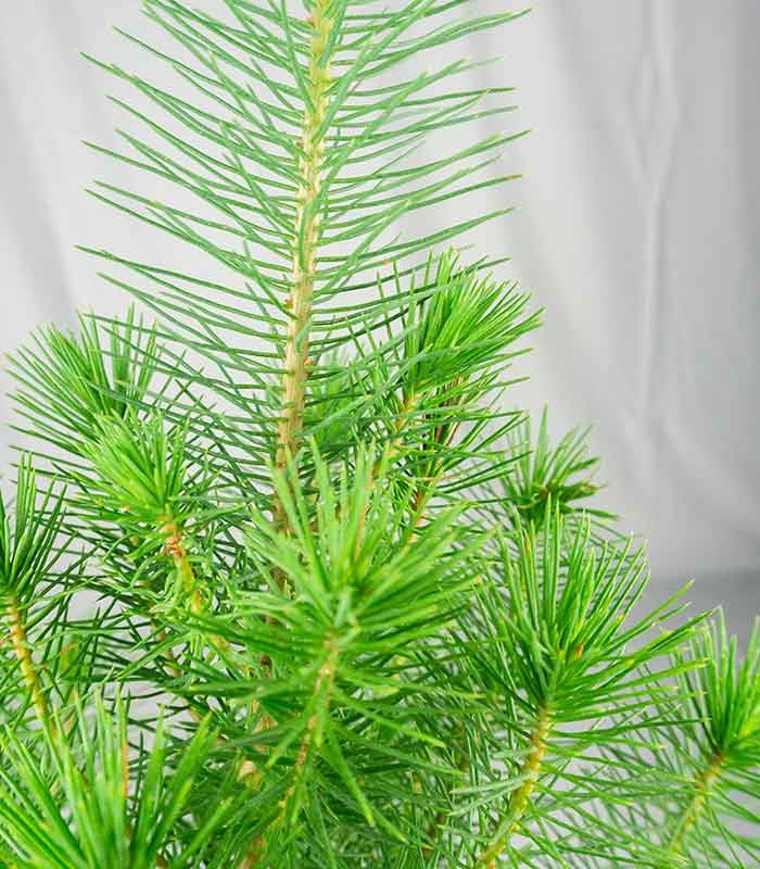 Pinus pinea o Pino domestico