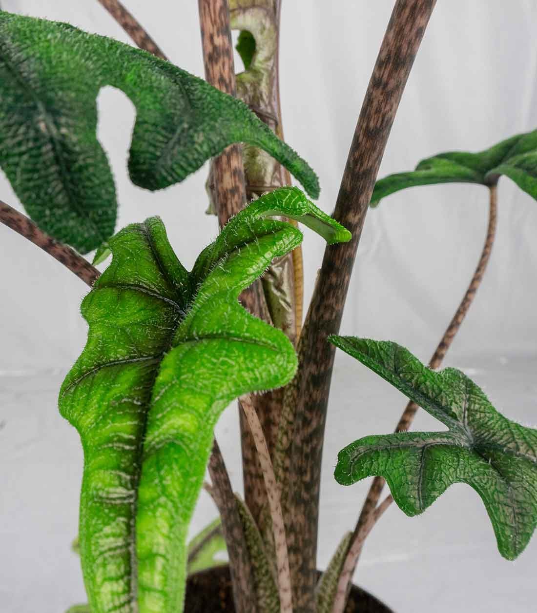 Alocasia Jacklin