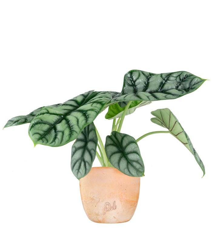 Alocasia Dragon Scale | Baginda