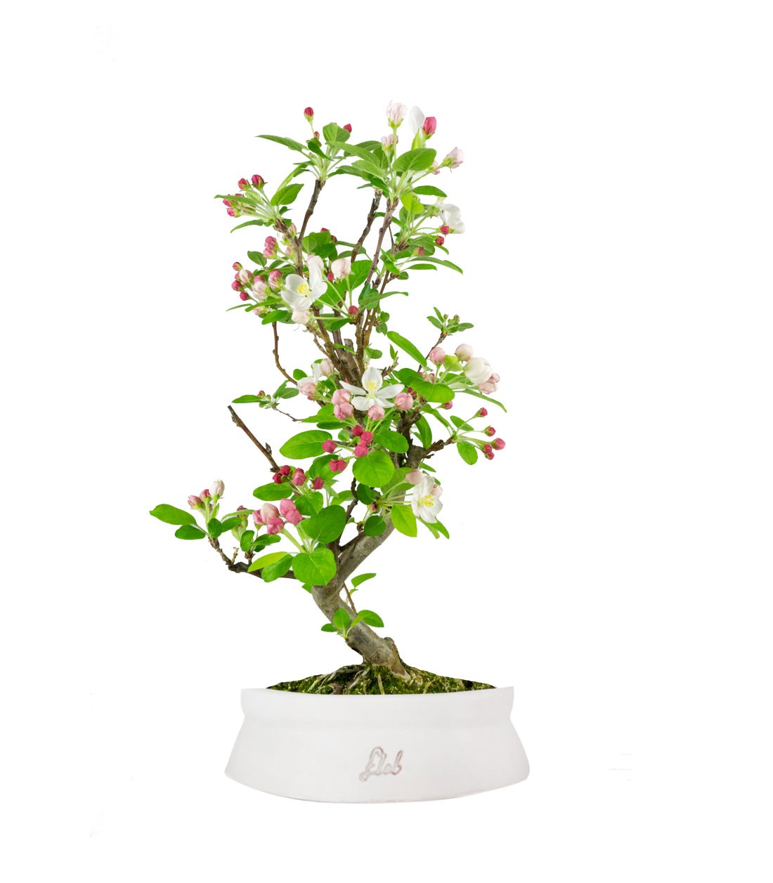 Melo bonsai 7 anni