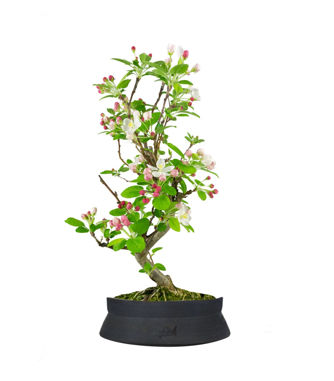 Melo bonsai 7 anni