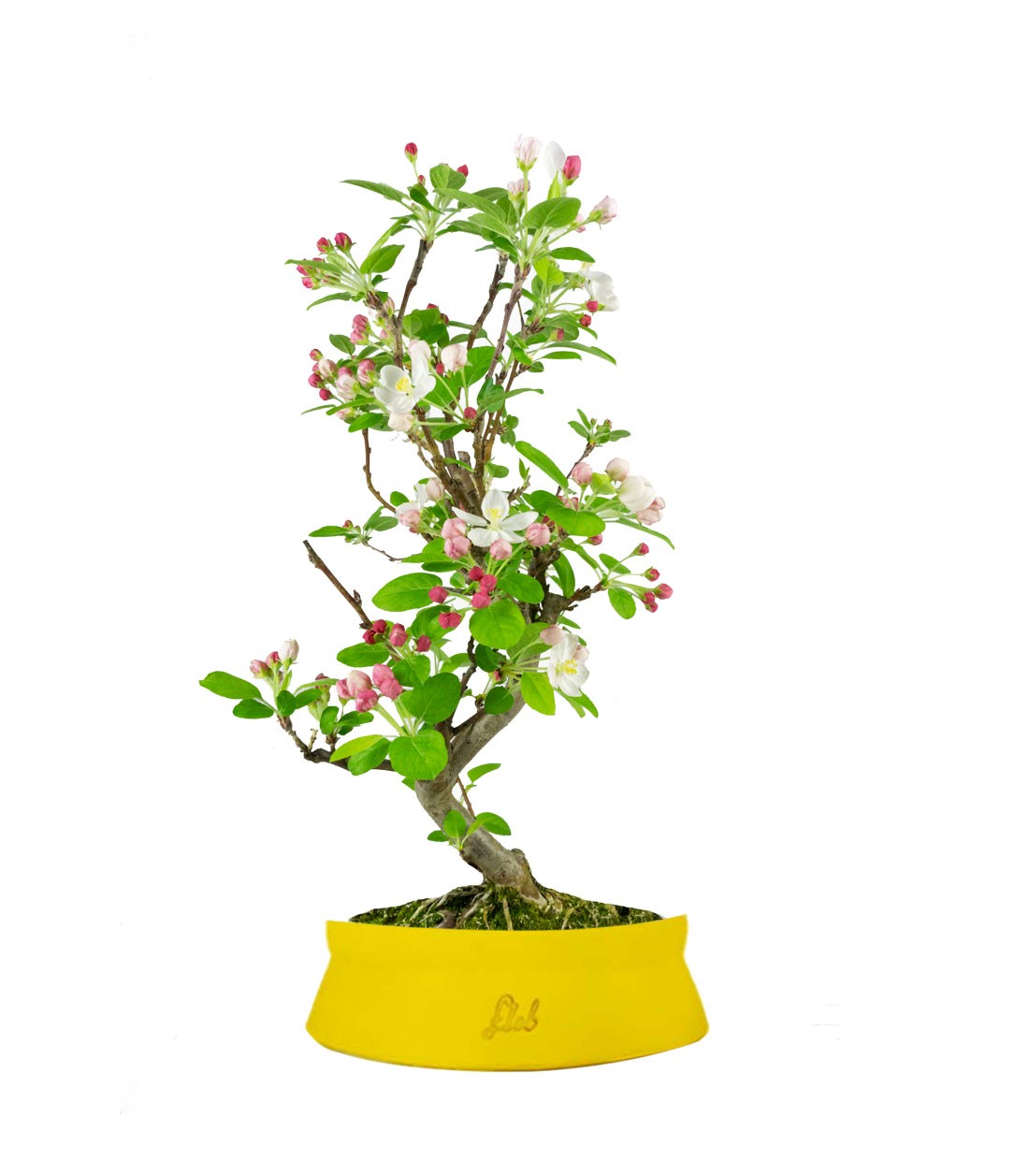Melo bonsai 7 anni