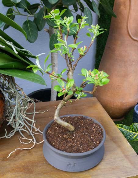 Melo bonsai 7 anni