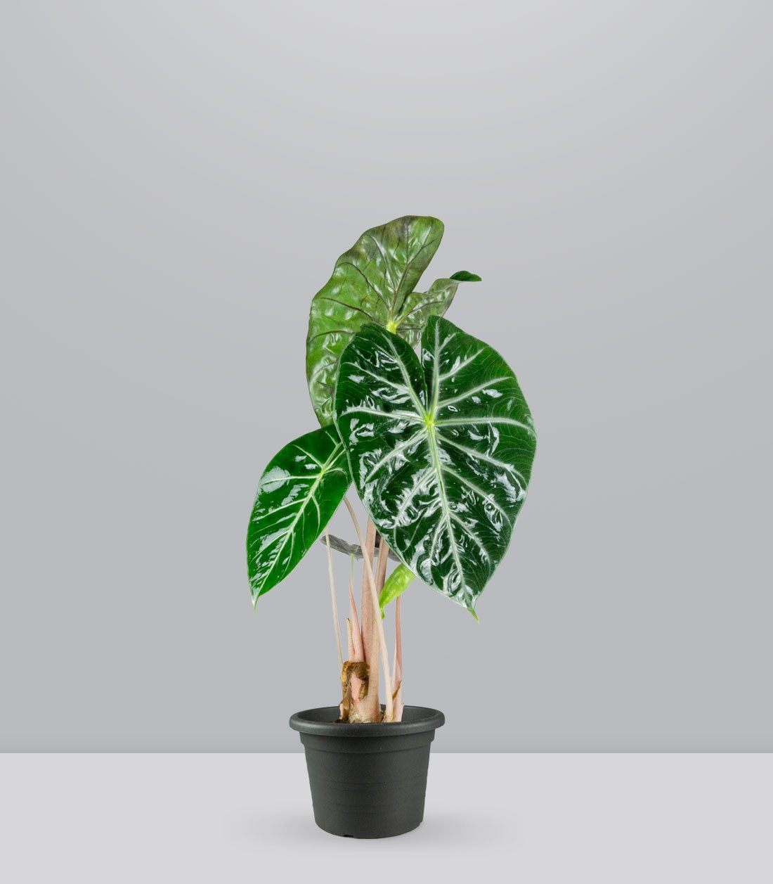 Alocasia Pink Dragon vaso 17