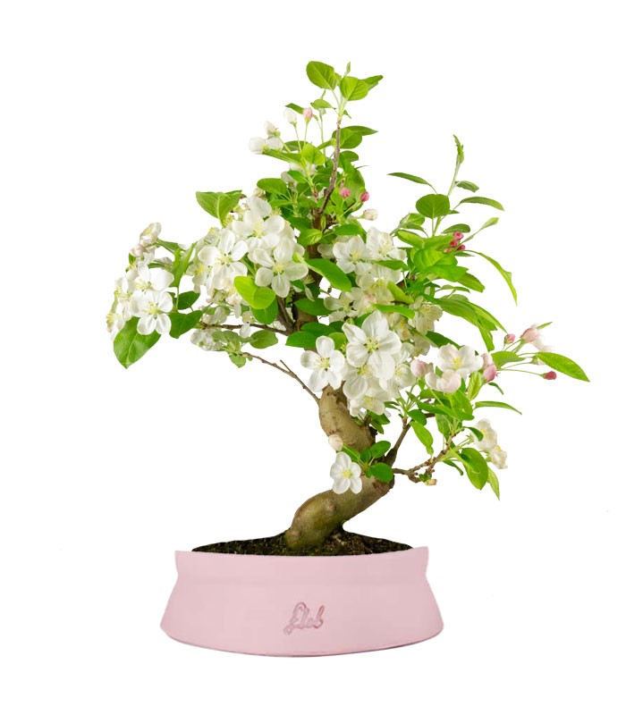 Melo bonsai | 12 anni