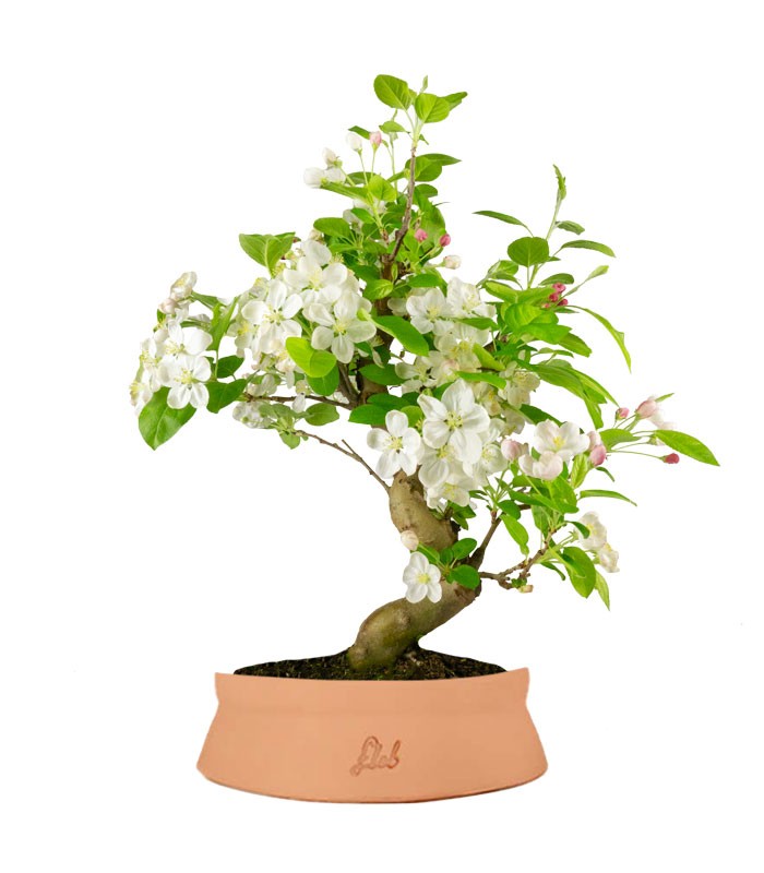 Melo bonsai | 12 anni