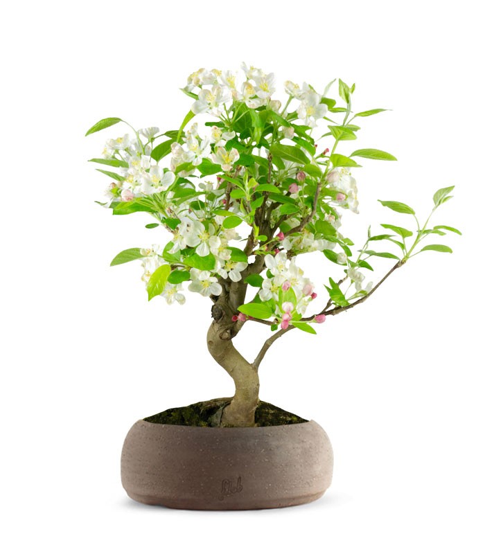 Melo bonsai | 10 anni