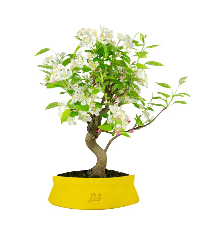 Melo bonsai | 10 anni