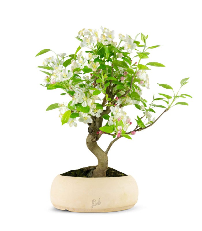 Melo bonsai | 10 anni