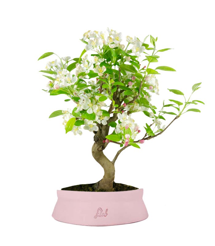 Melo bonsai | 10 anni